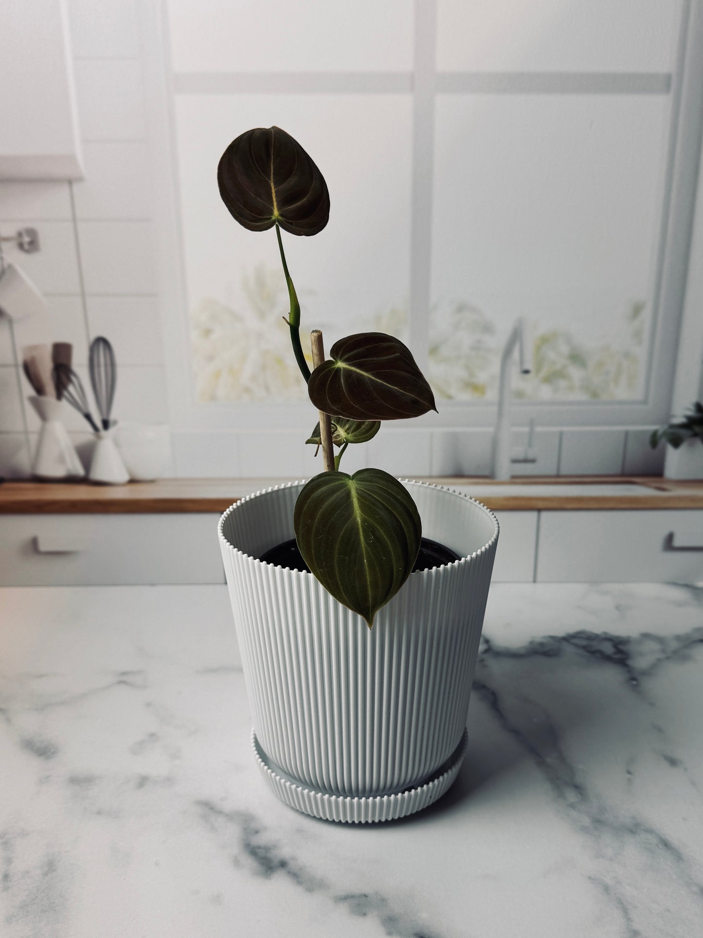Philodendron Plant | Potted Oasis