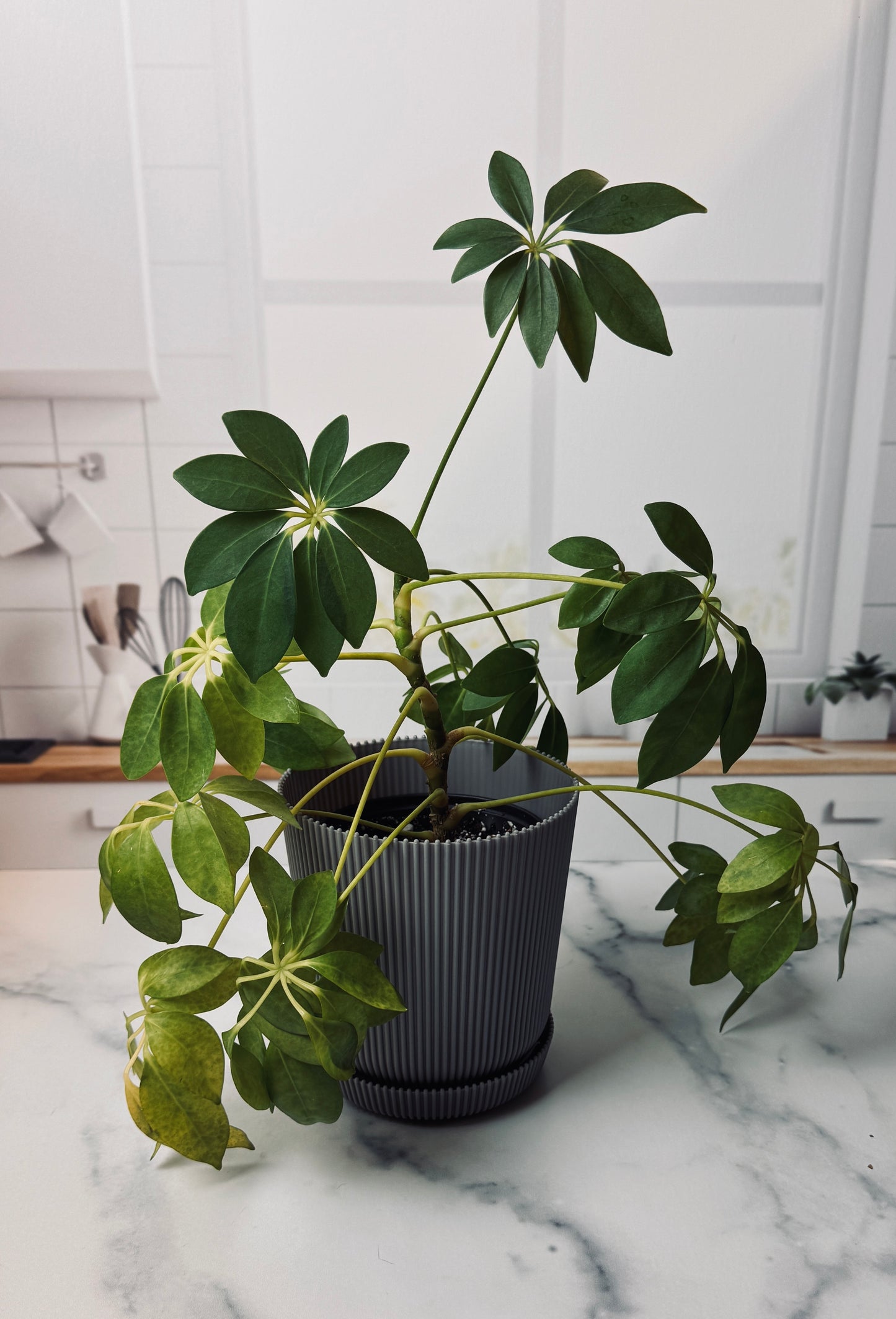 Umbrella Plant | Potted Oasis