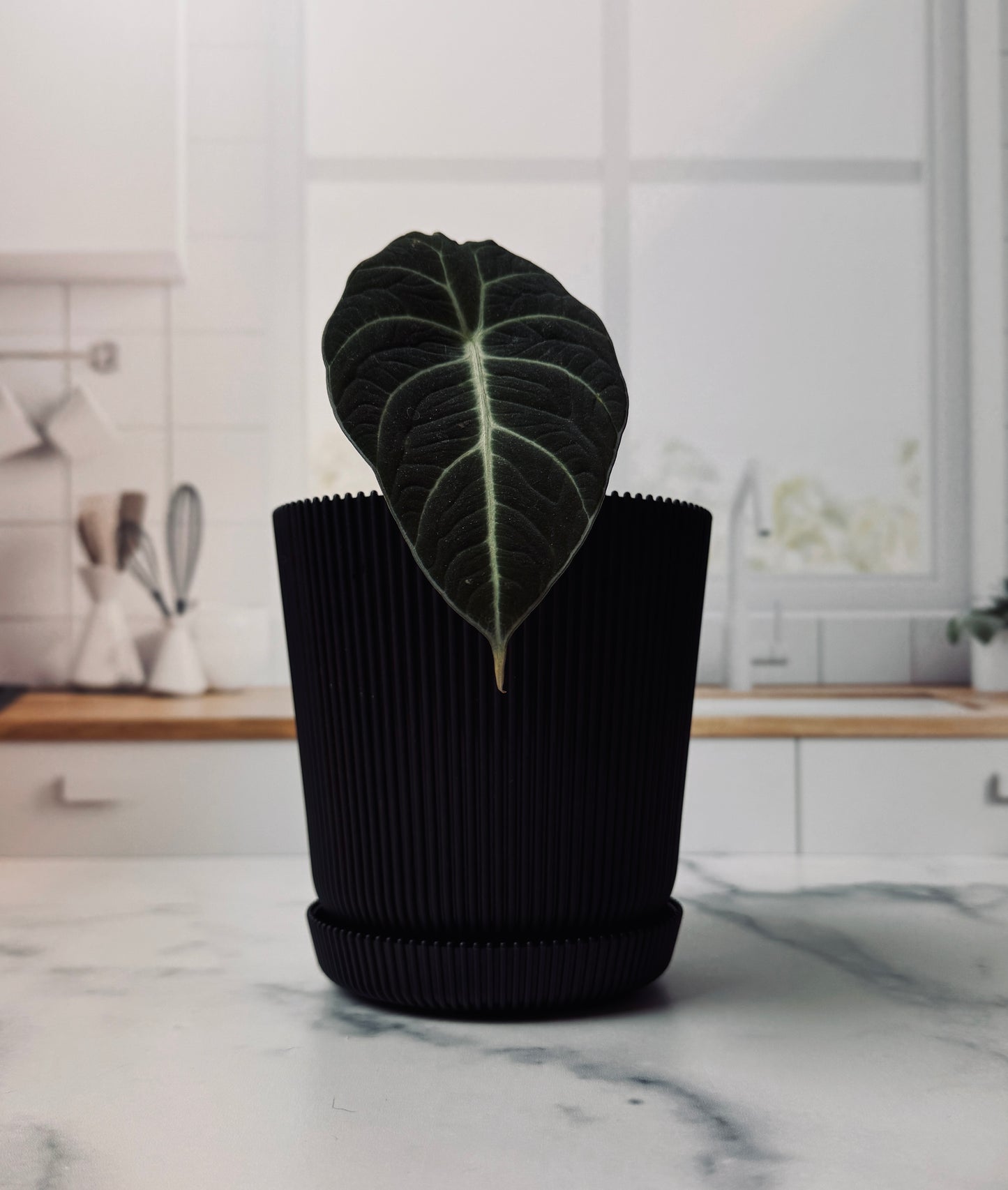 Black Velvet Alocasia Plant | Potted Oasis
