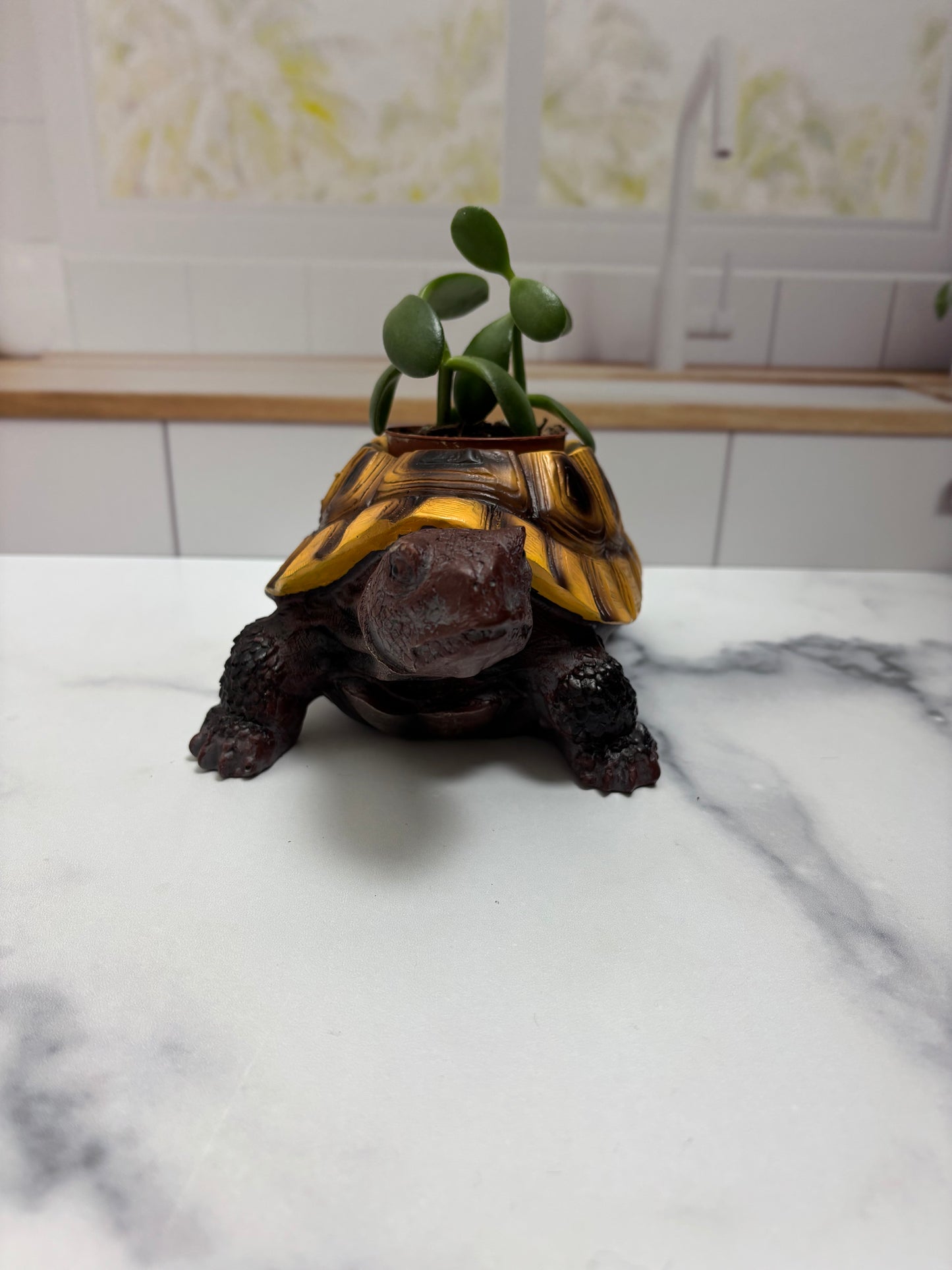 Jade Plant | Potted Oasis