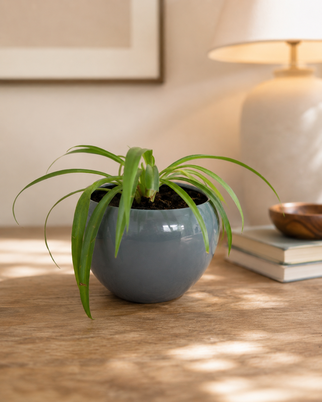 Spider Plant | Pet-Friendly Indoor Plant
