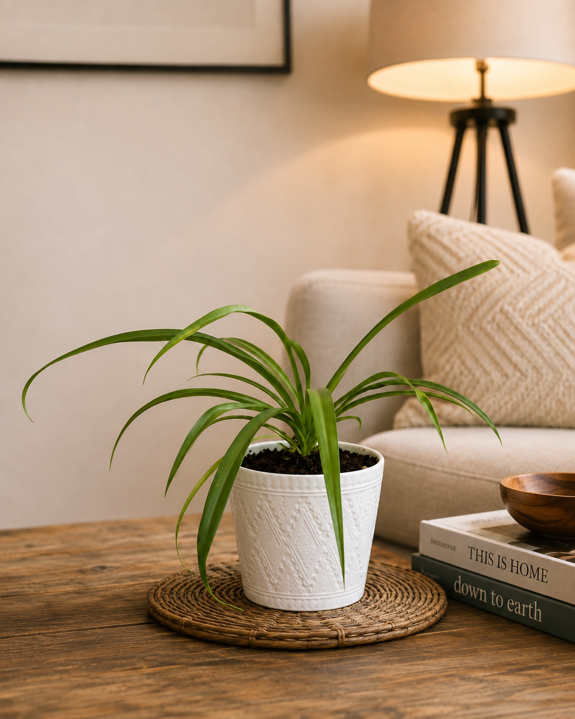 Spider Plant | Pet-Friendly Indoor Plant
