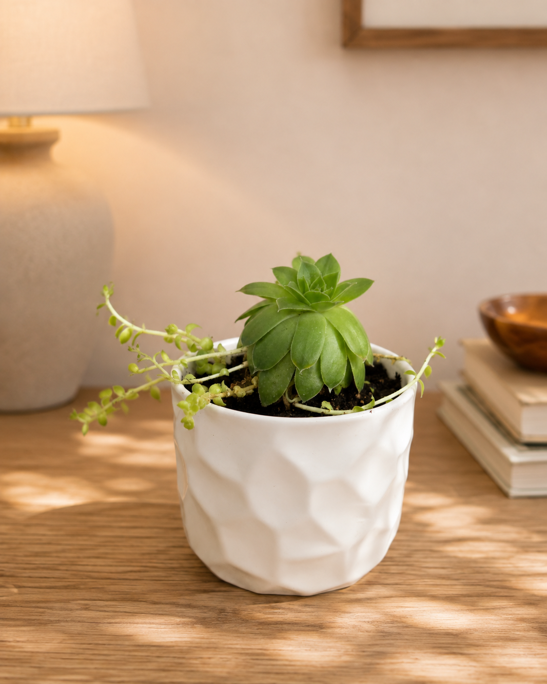 “Empty Nest” Chicks & Hens Plant