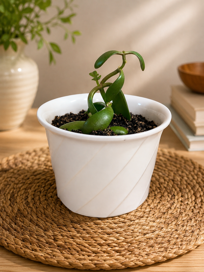 Jade Plant | Luck + Prosperity