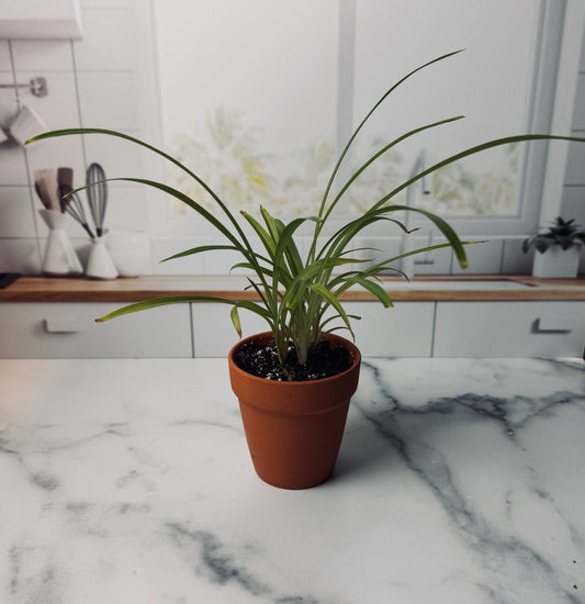 Shamrock Spider Plant | Potted Oasis