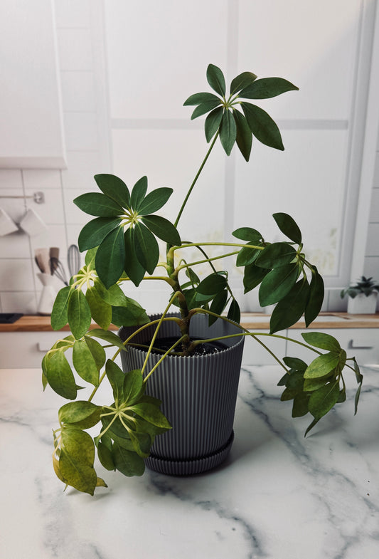 Umbrella Plant | Potted Oasis