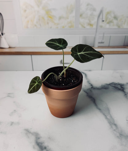 Black Velvet Alocasia Plant | Potted Oasis