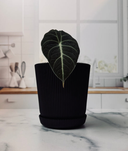 Black Velvet Alocasia Plant | Potted Oasis